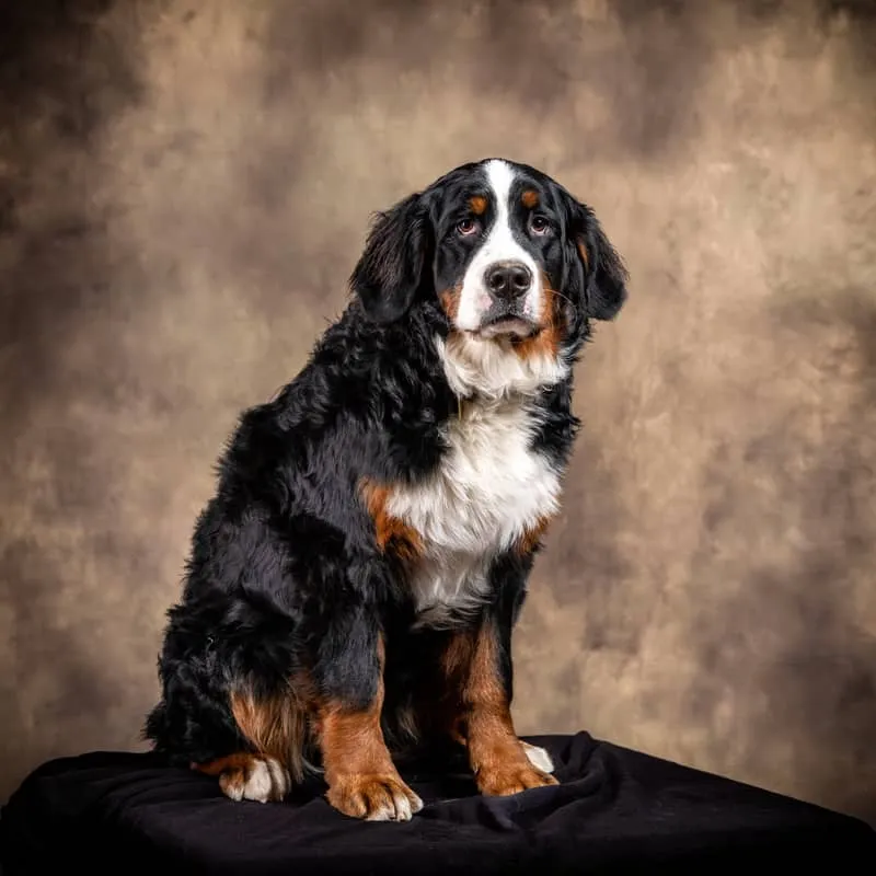 Portrait de chien